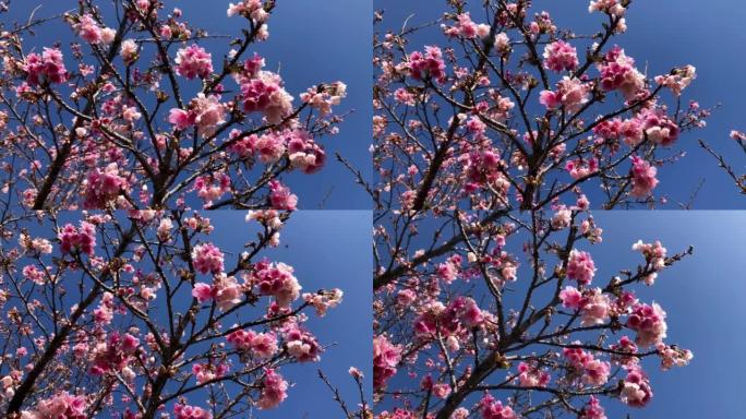 Symbol of Japan trees, known as Sakura, cherry tre