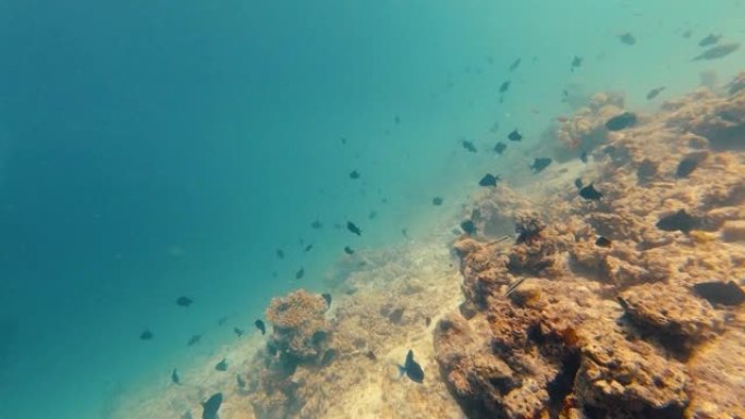 海洋中珊瑚礁的详细照片与游泳的海洋生物