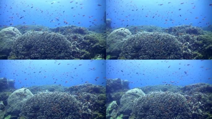 Hard coral reef with clouds of fishes