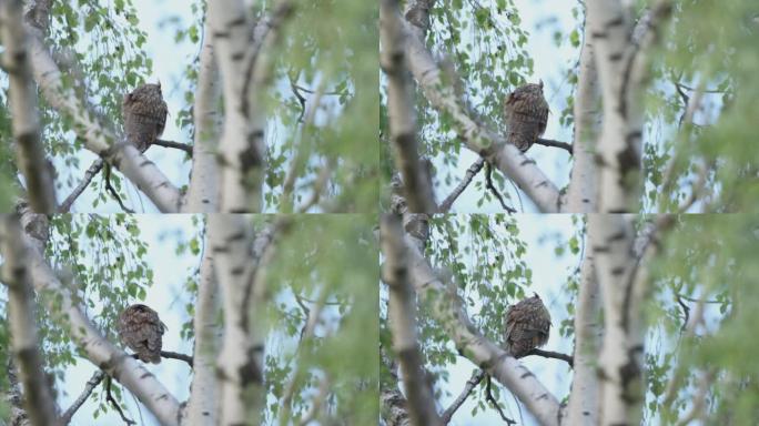 一只北方长耳猫头鹰坐在树上的细节照片