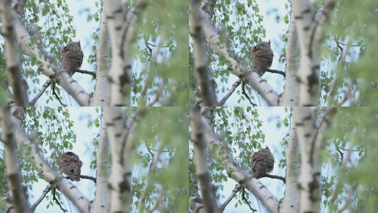 一只北方长耳猫头鹰坐在树上的细节照片