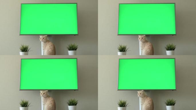 红色苏格兰折叠猫坐在电视绿屏附近。猫和小猫的商品