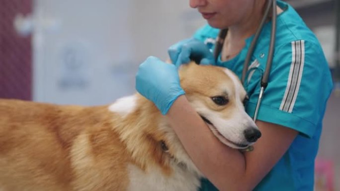 在兽医诊所预约的calm corgi狗，女兽医医生正在检查宠物