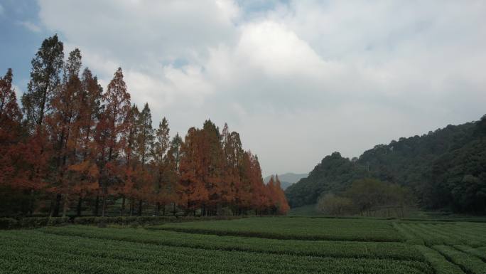 杭州梅家坞茶园