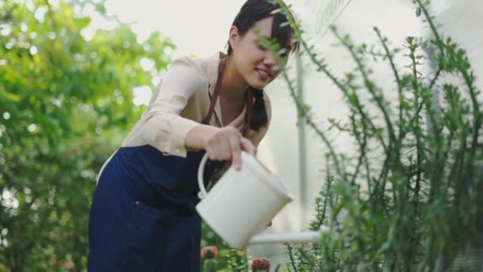 女性从盆栽植物上的喷壶中倒水