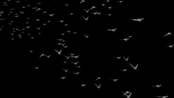 天空循环背景动画中有很多鸟群飞翔。自然天空景观