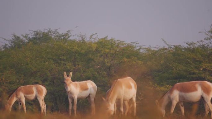 印度野驴 (Equus hemionus khur) 的4k镜头也被称为印度古吉拉特邦Kutch的L