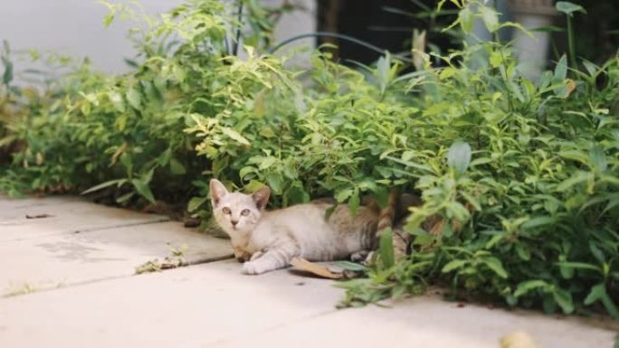 猫躺在院子里一只小猫咪特写实拍素材