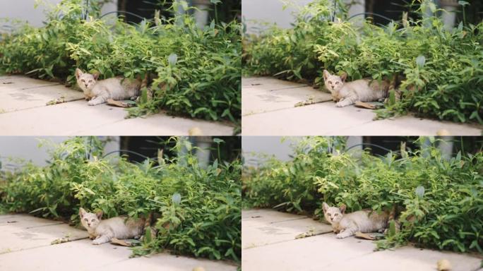 猫躺在院子里一只小猫咪特写实拍素材