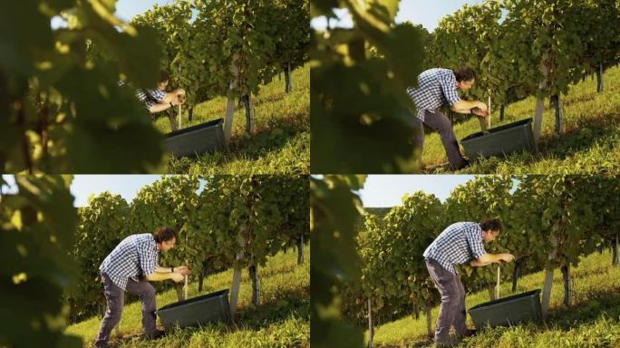 一名男子从葡萄藤上剪下葡萄的慢动作镜头