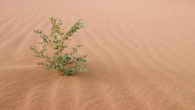 绿色沙漠植物，开小黄花。在风中移动，生长在沙丘中，在摩洛哥的撒哈拉沙漠中。