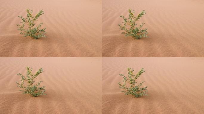 绿色沙漠植物，开小黄花。在风中移动，生长在沙丘中，在摩洛哥的撒哈拉沙漠中。