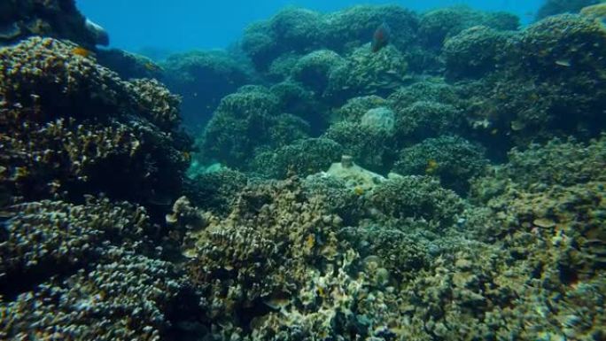 水下彩色珊瑚场景水下彩色珊瑚