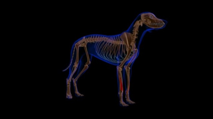 外展肌长肌狗肌肉解剖医学概念3D