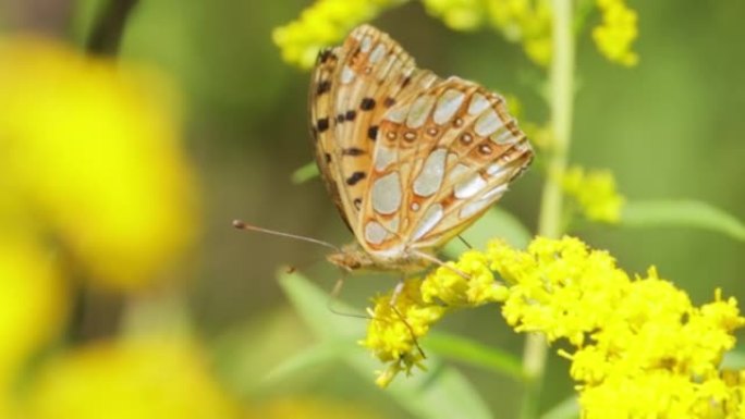 西班牙贝母蝴蝶皇后 (Issoria lathonia) 是蛱蝶科的蝴蝶。这些蝴蝶生活在空旷地区，干