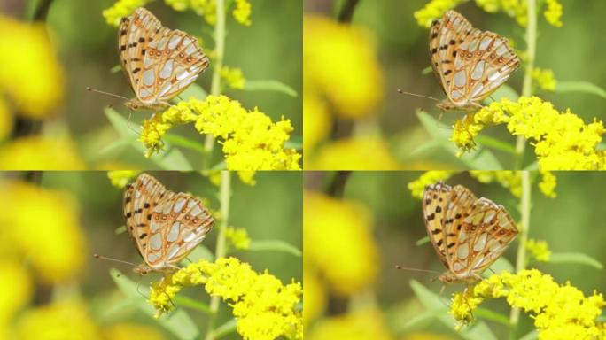 西班牙贝母蝴蝶皇后 (Issoria lathonia) 是蛱蝶科的蝴蝶。这些蝴蝶生活在空旷地区，干