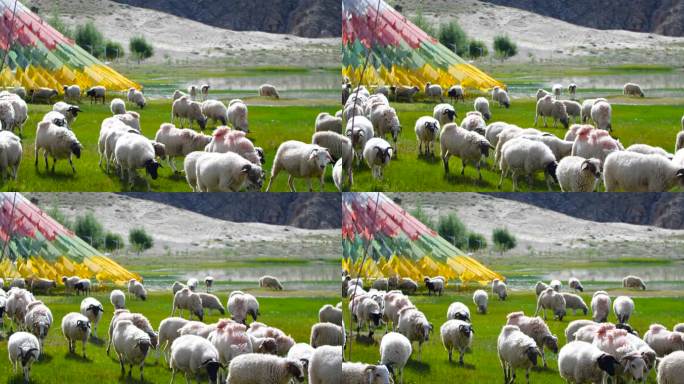 纯天然生态 湿地草原 草原羊群