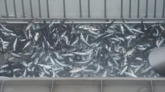 渔业: 船上捕获了大量鲭鱼