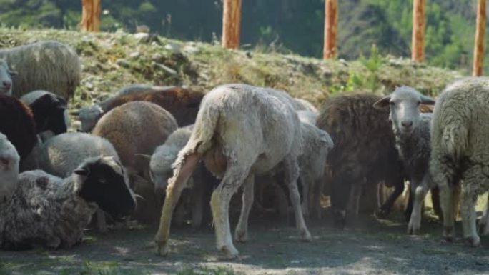 晴朗的日子里，绵羊和羔羊在阴凉的田野上休息特写