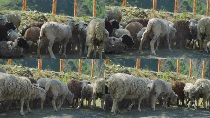 晴朗的日子里，绵羊和羔羊在阴凉的田野上休息特写