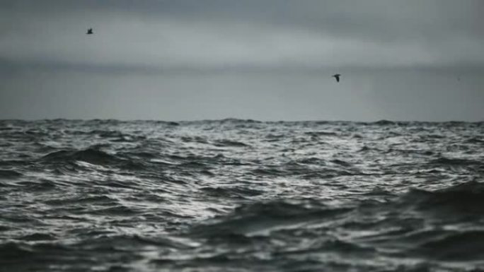 在波涛汹涌的大海上，在公海中的虎鲸鳍