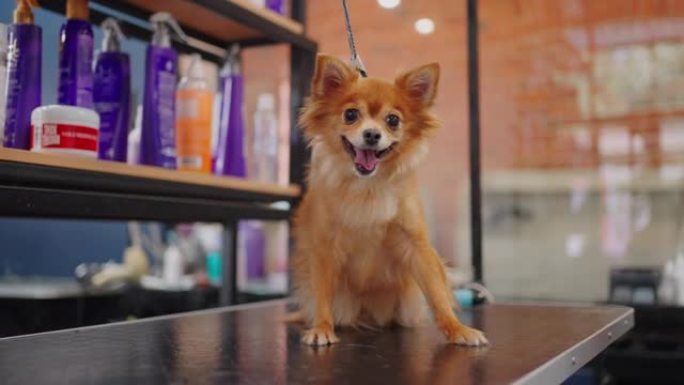 有趣的小姜狗在美容沙龙或兽医诊所，可爱的小狗正坐在桌子上