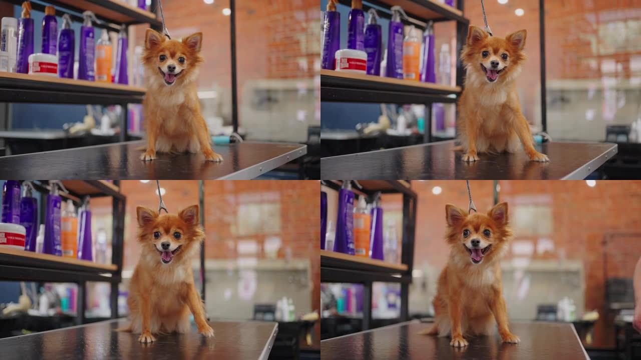 有趣的小姜狗在美容沙龙或兽医诊所，可爱的小狗正坐在桌子上