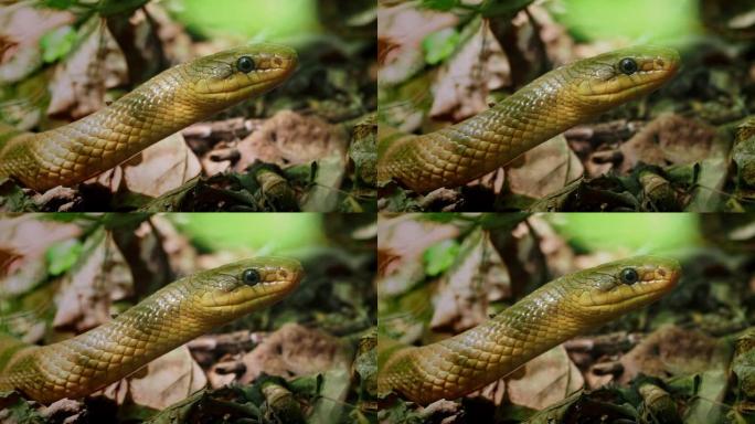 Aesculapian蛇-Zamenis longissimus，Elaphe longissima