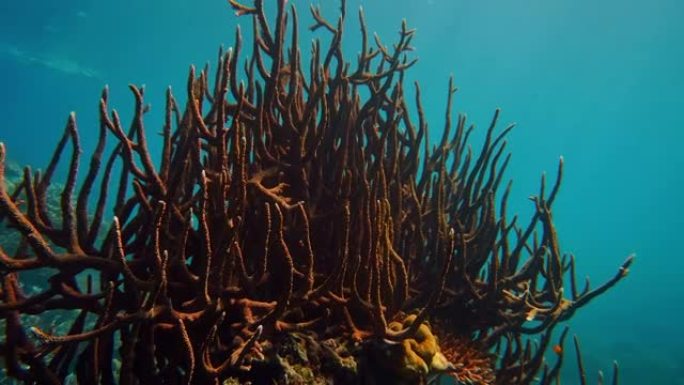 红大珊瑚配阳光保护文化