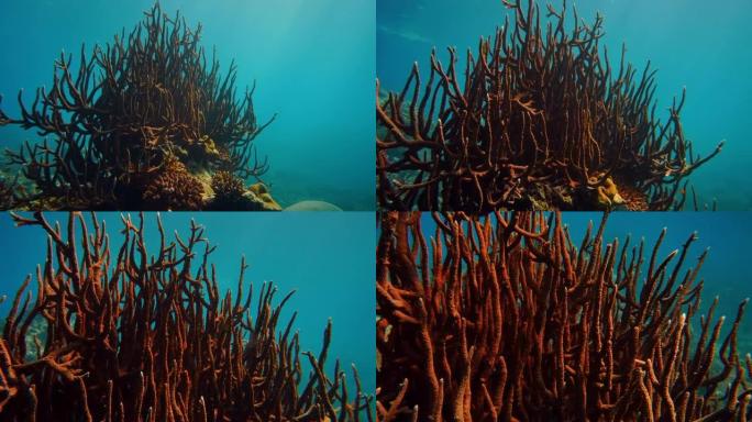 红大珊瑚配阳光保护文化