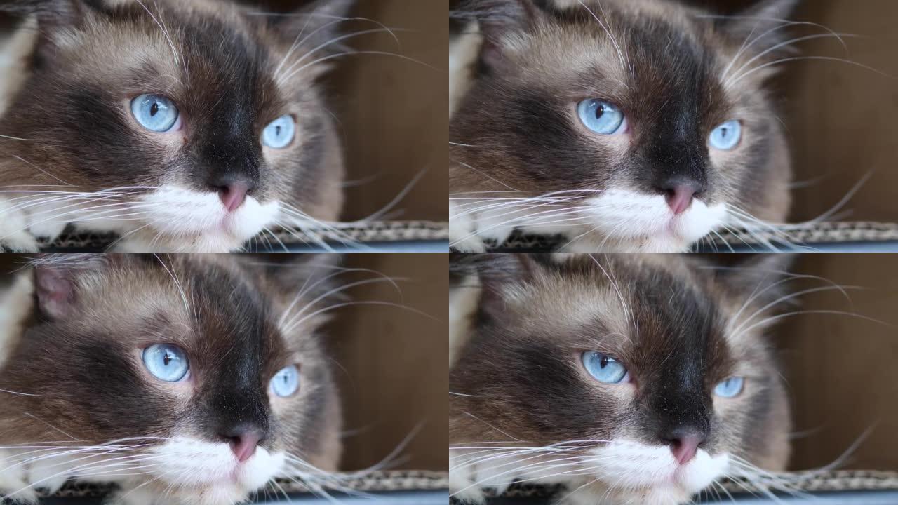 可爱的布娃娃猫凝视和眼球快速移动的特写镜头，可爱的蓝眼睛的黑猫的头像，4k慢动作镜头。