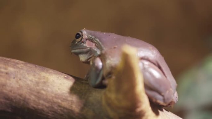 紫蛙，一只大眼睛的蟾蜍坐在树枝上。特写。