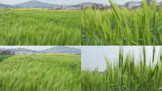 麦田小麦生长特写实拍4K素材A段
