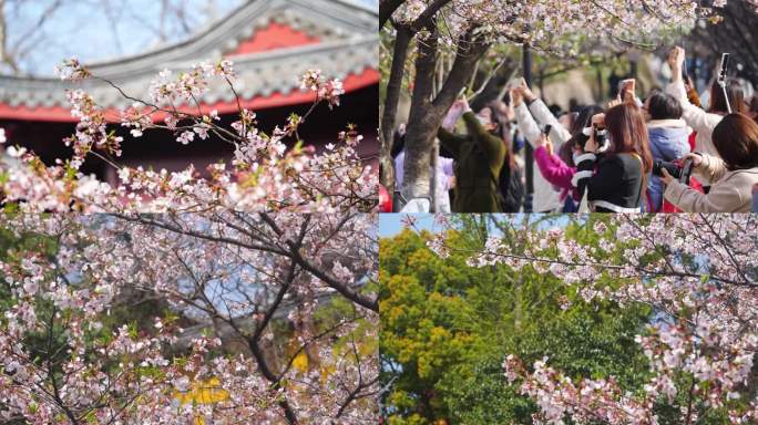 鸡鸣寺 樱花 赏樱花 游客 樱花大道