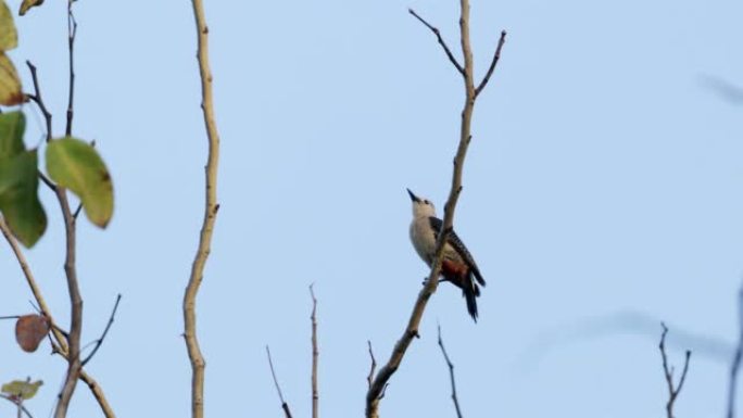 墨西哥尤卡坦州金色前啄木鸟