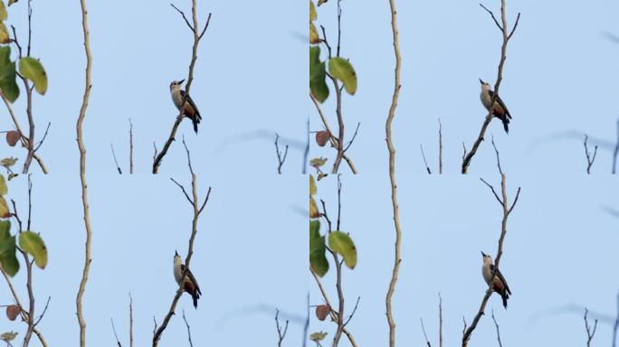 墨西哥尤卡坦州金色前啄木鸟