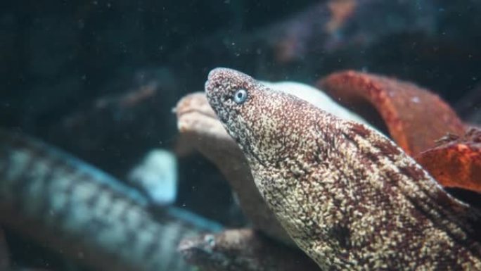 4K video of a moray eel with a scary face