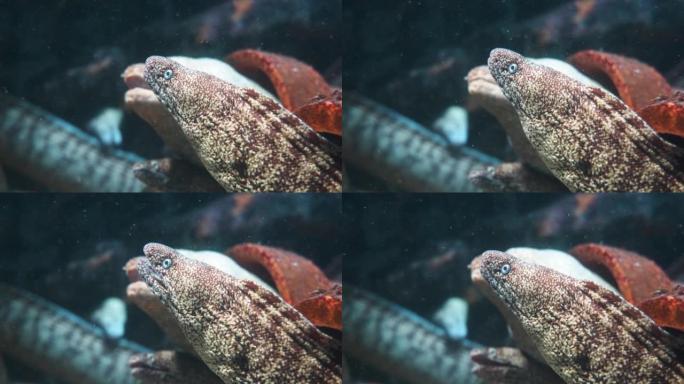 4K video of a moray eel with a scary face