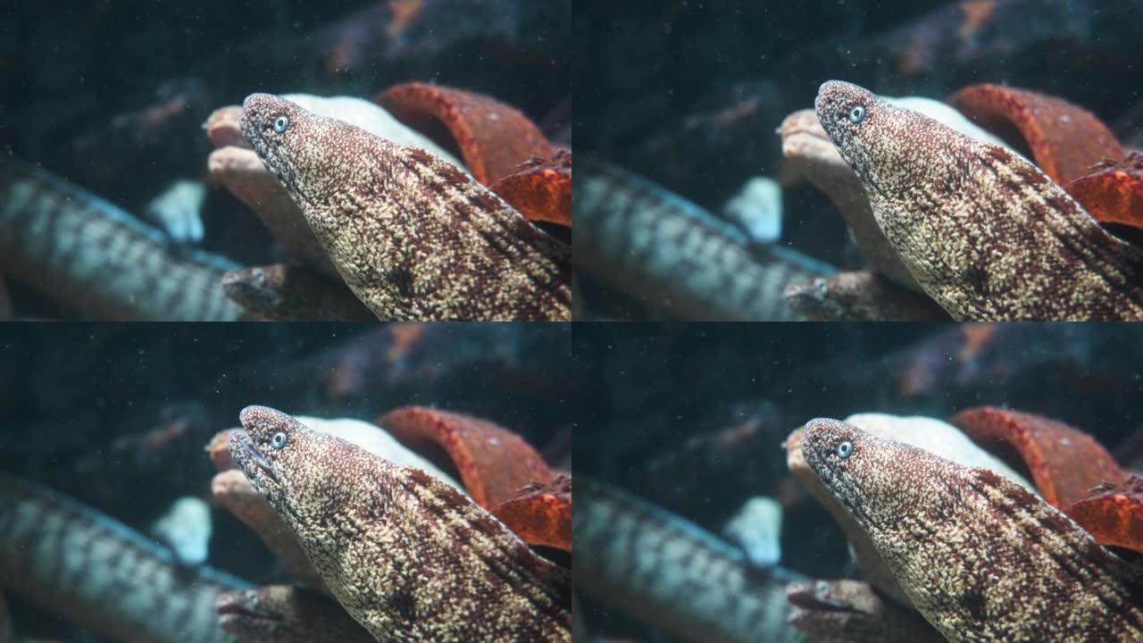 4K video of a moray eel with a scary face