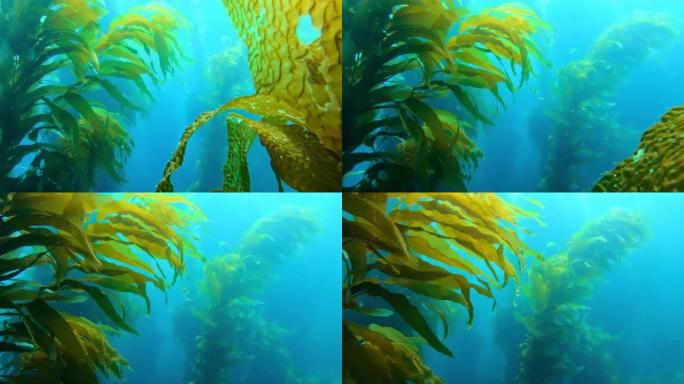 五颜六色的小鱼在绿松石水中游泳。雄伟的巨型海带森林在海洋中