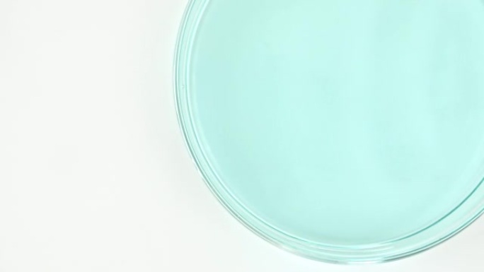 透明蓝色化妆液缓慢滴入玻璃培养皿。化学实验室研究。天然有机化妆品、药物的宏观拍摄。生产特写。