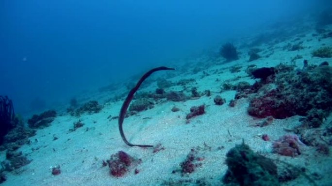 弯棍或双端管鱼 (Trachyrhamphus bicoarctatus)