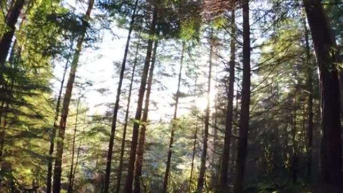 挪威的户外活动: 进入森林深处