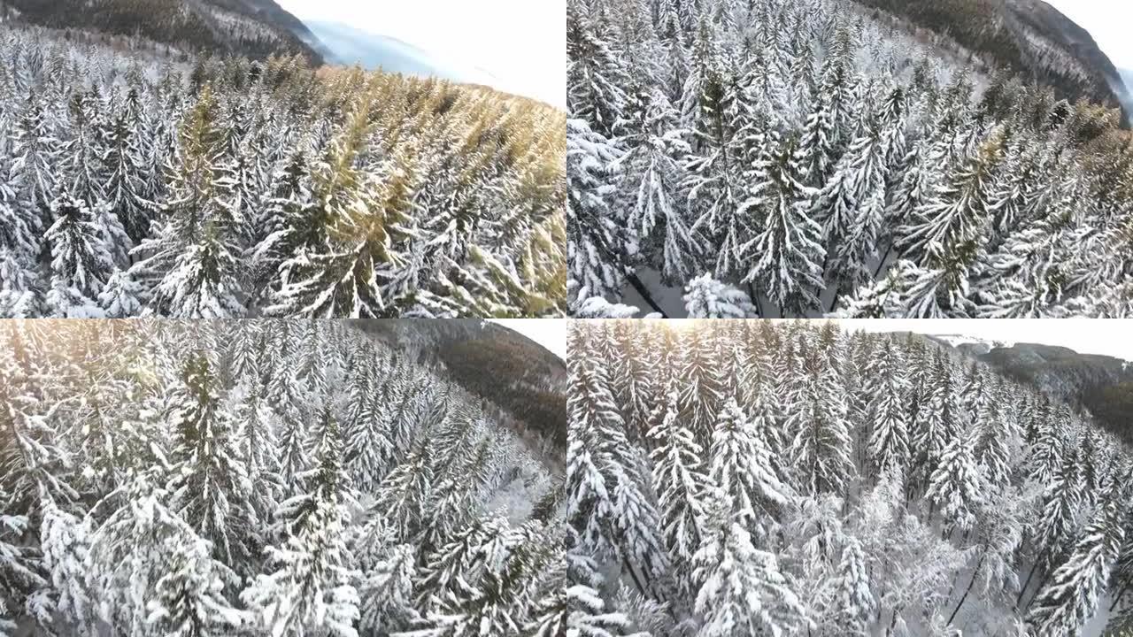 滑翔伞时，第一人称视角是山上积雪覆盖的树木