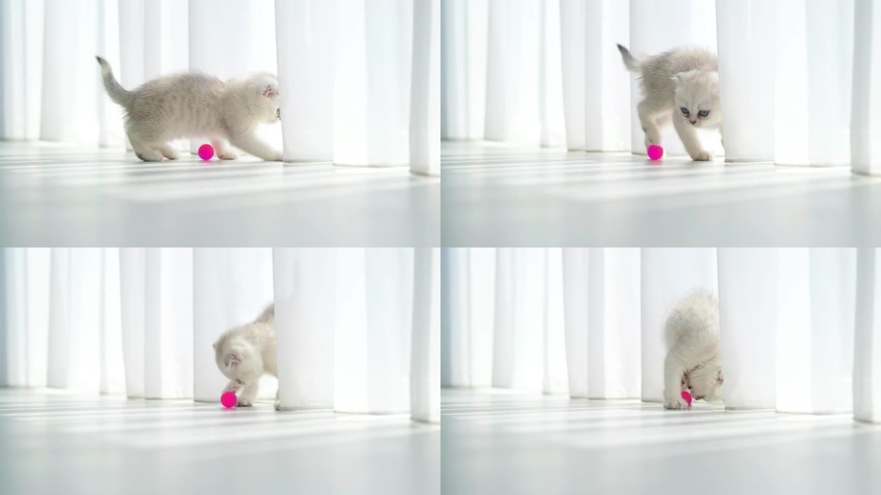 一只小苏格兰折叠小猫在地板上玩一个粉红色的球。美丽的白灰猫，蓝眼睛。