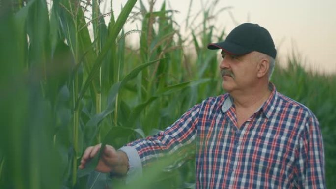 玉米田里的农民撕裂玉米。一位戴着草帽的老人走在玉米田上，检查未来的收成