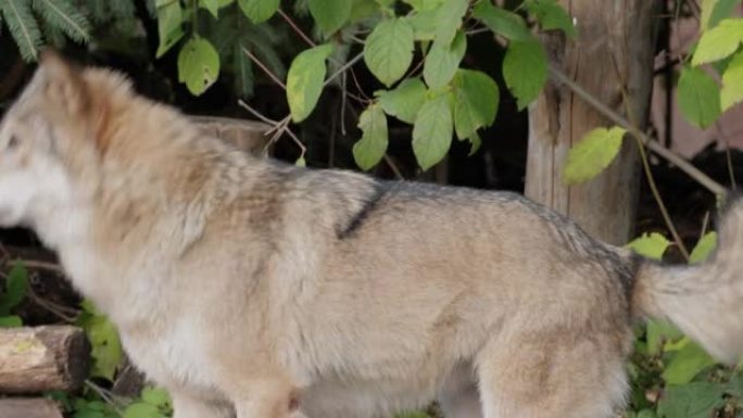 狼 (Canis lupus)，也称为灰狼，是犬科最大的现存成员。狼是狗家族中最大的野生成员。
