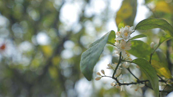 柑橘开花、花期