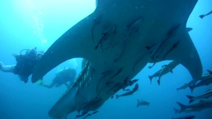 Whaleshark (犀牛typus) 从下面