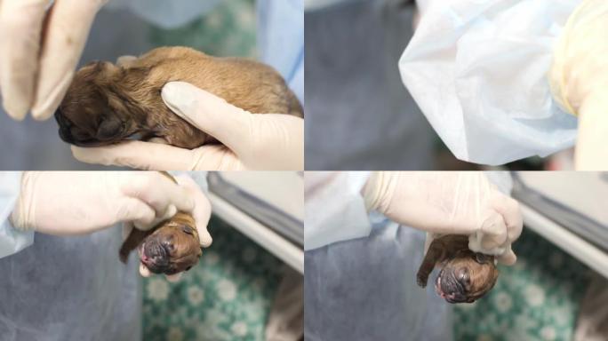 剖腹产后，助手们用手拿餐巾纸小心翼翼地揉搓美丽的红发新生幼犬。幼犬婴儿刚刚出生，仍然完全失明。